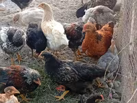 Chickens — الصورة 5