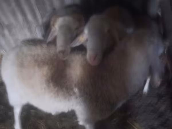 मेढ़ा, Assaf sheep