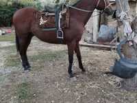 घोड़ा, Thoroughbred horse — फ़ोटो 1