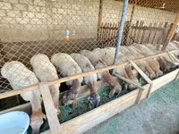 Widder, Rhon sheep — Foto 2
