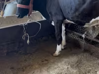 Сиыр, Swiss cattle — 4-сурет