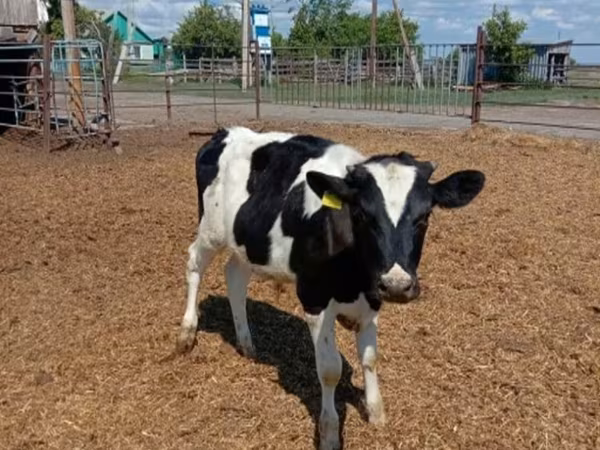 सांड, Russian Black pied cattle