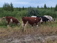Vaca, Ganado vacuno — foto 1