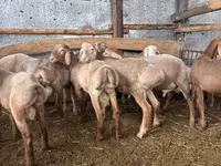 كبش, Arashan sheep — الصورة 1
