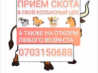 Бұқа, Ірі қара — 1-сурет