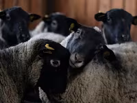 Sheep, Katum sheep — photo 5