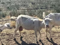 Ешкі, LaMancha goats — 7-сурет