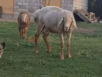 Ram, Arashan sheep — photo 2
