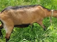 عنزة, Nubian Goat — الصورة 2