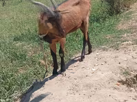 Goat, Saanen goat — photo 3