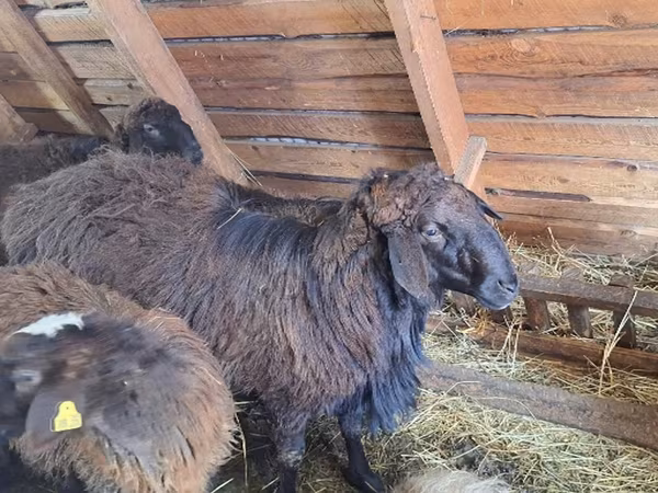 Widder, Edilbay sheep