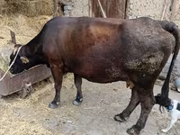 गाय, मवेशी — फ़ोटो 1