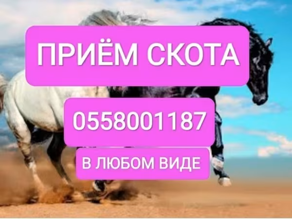 Бұқа, Ірі қара — Қырғызстан