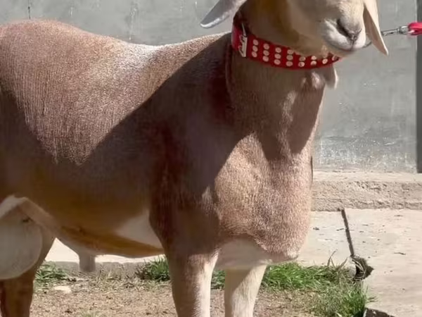 كبش, الأغنام
