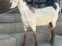 Cabra, Beetal goats — foto 5