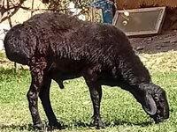 Ram, Rhon sheep — photo 3
