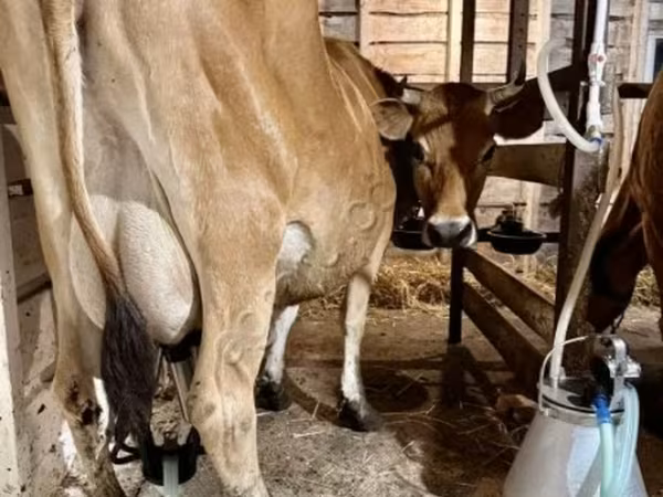 गाय, जर्सी नस्ल