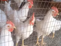 Leghorn — Foto 2