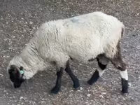Ram, Sheep — photo 1