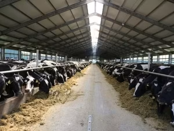 公牛, Holstein breed — 俄罗斯
