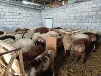 Sheep, Sheep — photo 6