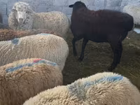 मेढ़ा, Hissar sheep — फ़ोटो 6
