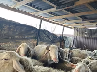 Oveja, Ovejas — foto 1