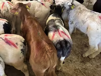 公牛, Cattle — 照片 3