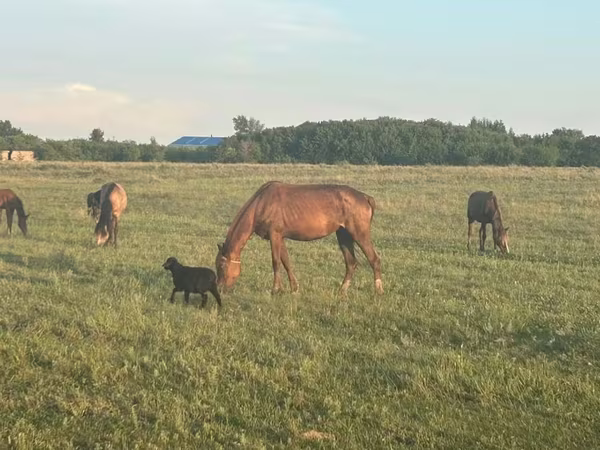母马, Horse breed