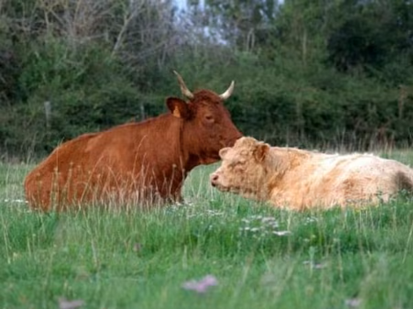 Cow, Salers cattle