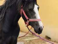 Caballo, Anglo-Arabian — foto 1