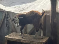 Ешкі, LaMancha goats — 4-сурет