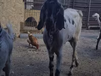 Cabra, Saanen goat — foto 2
