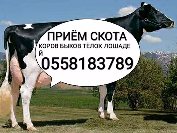 Бык, Голштинская порода