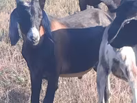 Теке, Nubian Goat — 2-сурет