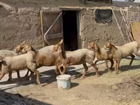 Қой, Arashan sheep — 5-сурет