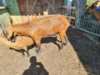Ziegenbock, Ziegen — Foto 1