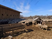 मेढ़ा, Kazakh fat-tailed coarsewool sheep — फ़ोटो 5