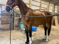 Бие, Dutch warmblood horse — 4-сурет