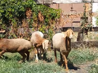 Ram, Rhon sheep — photo 1