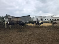 Kuh, Holstein-Rasse — Foto 1