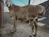 Ram, Sheep — photo 4