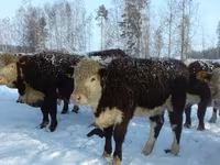 Cow, Cattle — photo 1
