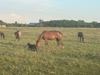 Mare, Horse breed — photo 1