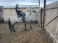 Hengst, Arabian horse — Foto 1