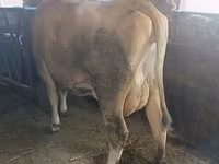 母牛, Swiss cattle — 照片 4