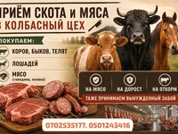 Сиыр, Ірі қара — 2-сурет