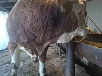 Бұқа, Simmental cattle — 2-сурет