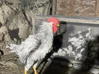 Chickens — photo 7