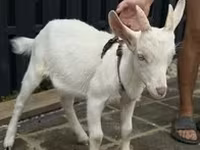 عنزة, Nubian Goat — الصورة 5